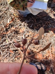 Eucalyptus ecdysiastes