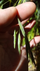 Bromus leptoclados
