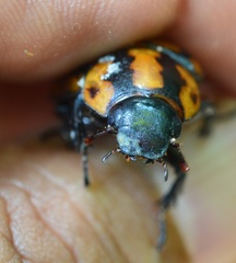 Cyclocephala mafaffa