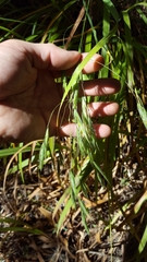 Bromus leptoclados