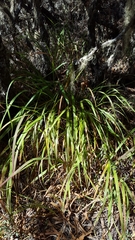 Bromus leptoclados