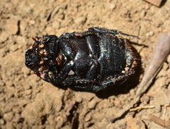 Cyclocephala mafaffa