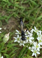 Eremnophila aureonotata
