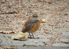 Phoenicurus phoenicurus phoenicurus