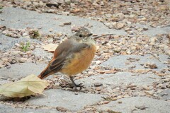 Phoenicurus phoenicurus phoenicurus