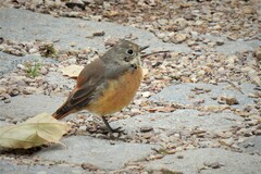 Phoenicurus phoenicurus phoenicurus