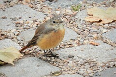 Phoenicurus phoenicurus phoenicurus