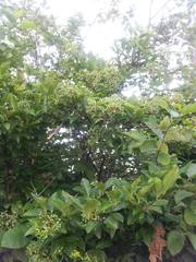 Viburnum cassinoides image