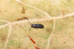 Augasma aeratella