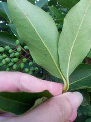 Viburnum cassinoides image