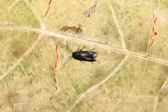 Augasma aeratella