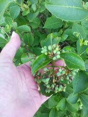 Viburnum cassinoides image