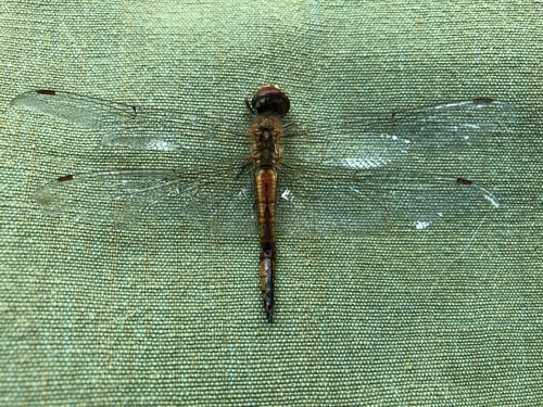 Wandering Glider photographed in New York