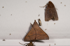 Odonestis bheroba formosae