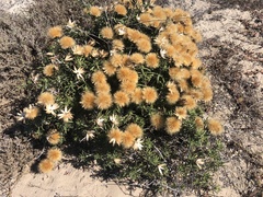 Pteronia onobromoides