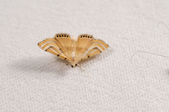 Cataclysta angulata