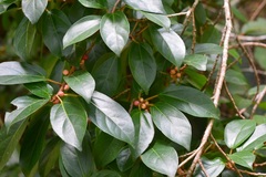 Ficus colubrinae