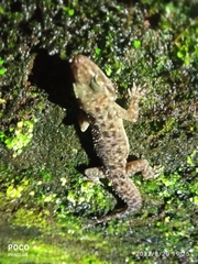Hemidactylus parvimaculatus
