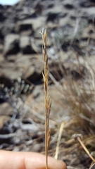 Festuca borbonica