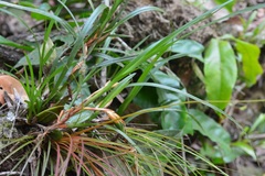 Maxillaria alba