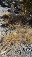 Eragrostis lateritica