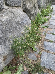 Erigeron canadensis