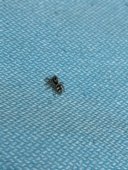 Salticus scenicus