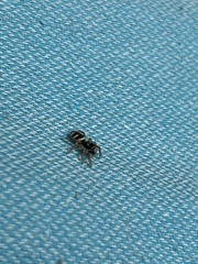 Salticus scenicus