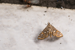 Paracymoriza cataclystalis