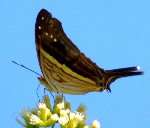 Many-banded Daggerwing