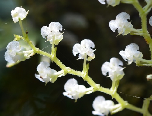 Ornithocephalus iridifolius, photograph 2