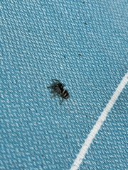 Salticus scenicus