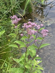 Eutrochium maculatum maculatum