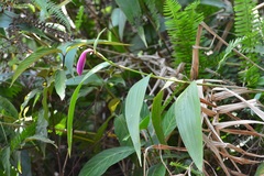 Sobralia macdougallii