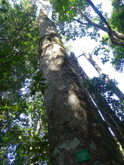 Apodytes dimidiata dimidiata