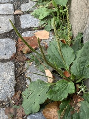 Plantago major