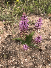 Lachenalia mutabilis