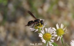 Euodynerus nipanicus