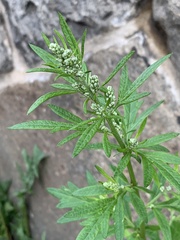 Artemisia vulgaris