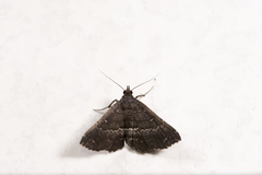 Adrapsa mediana