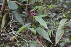 Sobralia macdougallii