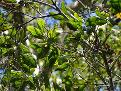 Apodytes dimidiata dimidiata