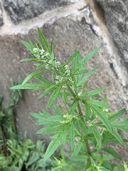 Artemisia vulgaris