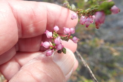 Erica rhopalantha
