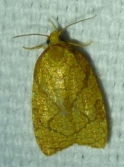 Cenopis reticulatana