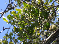 Apodytes dimidiata dimidiata