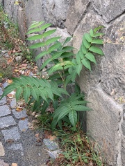 Ailanthus altissima