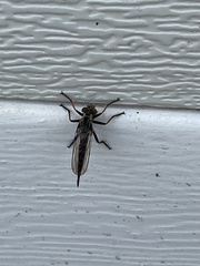 Neoitamus flavofemoratus