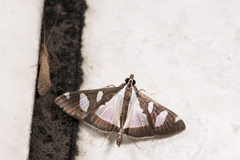 Glyphodes actorionalis