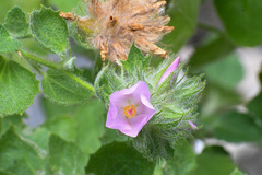 Malacothamnus lucianus